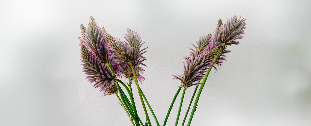 NaturnaherGartenbau Planung und Gestaltung