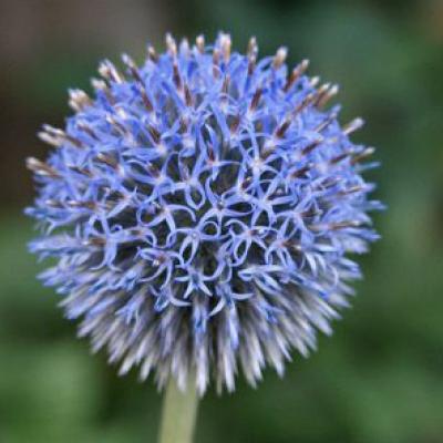 Kugeldistel Kugeldistel