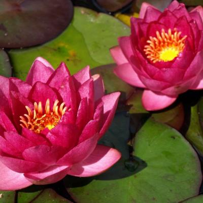 Kleine Teichrose in voller Blüte