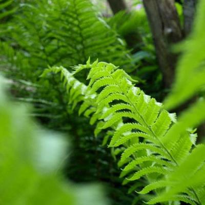 Sie bewohnen nicht nur den Wald. Im Garten werden die Farngewächse nur zu oft vegessen
