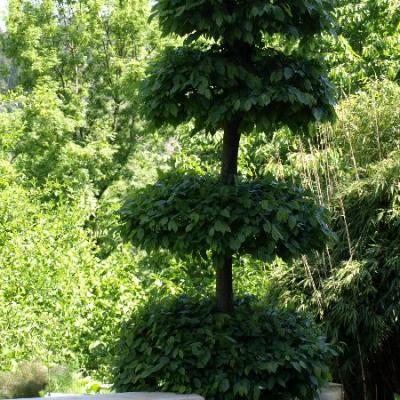 Unsere heimische Hainbuche als formiertes Solitärgehölz