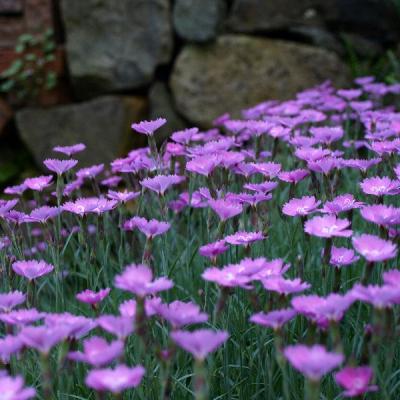 Voller Duft und Farbe, die Pfingstnelke