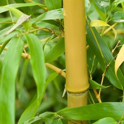 Bambus 10