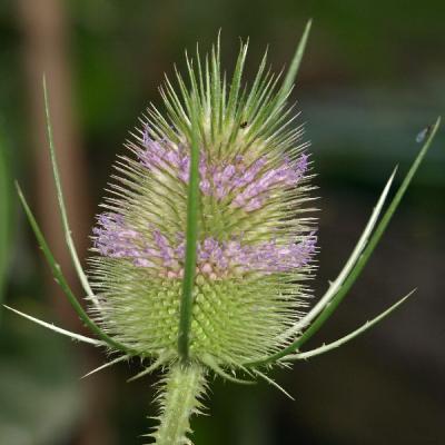 Die Wilde Kade eigentlich auch ein Unkraut, die Lieblingsspeise des Stieglitz