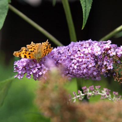 Schmetterlingsstrauch, der Magnet für Schmetterlinge