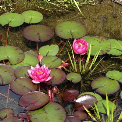 Miniteichseerose und Krebsscheren im kleine Teiche