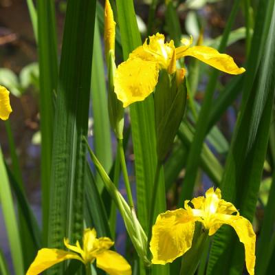 Die Sumpfiris entzieht dem Wasser Giftstoffe