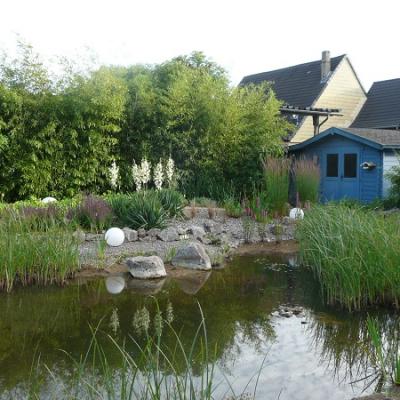 Eingewachsener Teich, hier gibt es viel zu sehen und zu entdecken