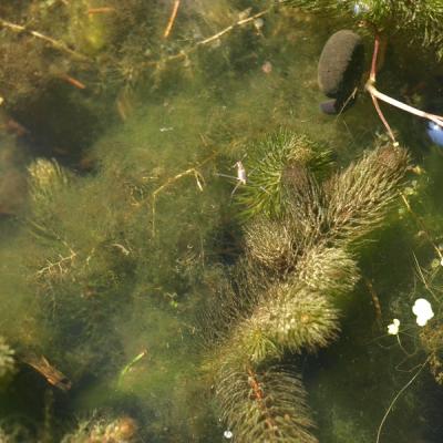 Hornkraut auch Nahrungskonkurret der Alge, untergetaucht