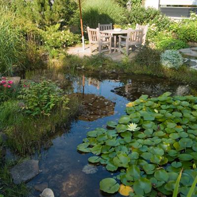 Dieser Teich wurde 1979 von uns angelegt und besteht auch heute noch