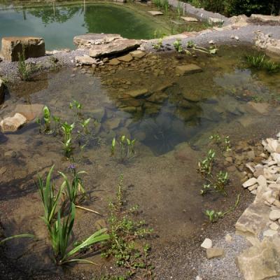 Oberer Regenerationteich nur für Pflanzen, mit Überlauf in den Schwimmteich