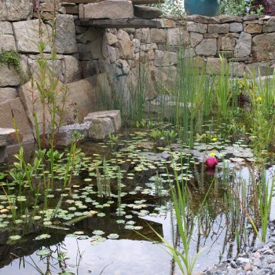 Schwimmteich in Herdecke, Regeneration des Schwimmteichwassers durch Pflanzen