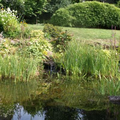 Schwimmteich in Hagen. Die Pflanzen sind gewünschte Bestandteile eines Schwimmteiches und sorgen für klares Wasser